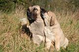 KANGAL 099